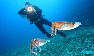 Dive The World guest Adam taking a nice cuttlefish pic