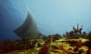 A manta ray swoops down past a watching lionfish in Burma