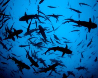 Dive at Cocos Island with hundreds of whitetip reef sharks - photo courtesy of the Undersea Hunter Group
