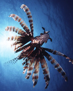 Lionfish are found throughout Phi Phi and Phuket in Thailand - photo courtesy of ScubaZoo