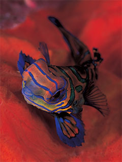 Mandarinfish are just one of the colourful sightings of diving in Indonesia - photo courtesy of Silent Symphony
