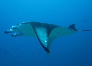 Manta ray encounters, like this one, are commonplace in the Maldives