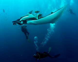 Diving with Manta rays at the Boiler, Socorro Islands - photo courtesy of David Valencia, Sea Escape