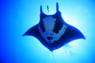 Manta ray at Socorro - photo courtesy of Elliott Hey