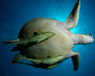 Diving with turtles at Pulau Sipadan - photo courtesy of Treasure Images
