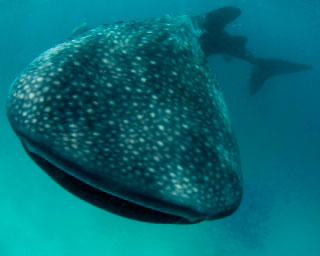 Whale sharks are commonly sighted at Ari Atoll in the Maldives - photo courtesy ofScubaZoo