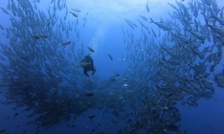 Socorro, Roca Partida and San Benedicto's dive sites have so much life you are often lost in schools of fish