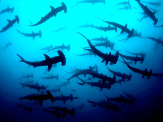 Scalloped hammerhead sharks silhoetted against the ocean's surface at Cocos Island, Costa Rica - photo courtesy of Undersea Hunter