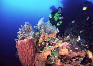 Barrel sponges are a common sight when diving at Lembongan Island, Bali