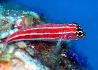 The colouful striped triplefin blenny at the Similans, Thailand - photo courtesy of Azad Osman