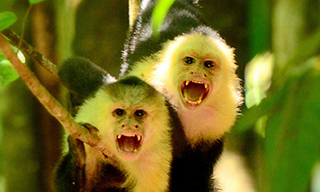 The monkeying monks of Costa Rica - capuchin monkeys