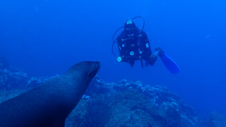 Diving with Galapagos fur seals - photo courtesy of Alana McGee
