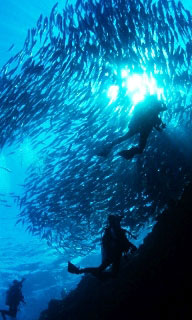 Large schools of fish are a common sight in the Maldives - photo courtesy of ScubaZoo