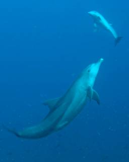 Bottlenose dolphins can be seen at Gili Lawa, when diving in Komodo - photo courtesy of Ricard Buxo, Ondina