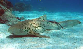 Leopard sharks can be found at some of the Maldive dive sites