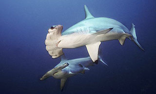 You will encounter a lot of scalloped hammerhead sharks at Cocos Island, Costa Rica