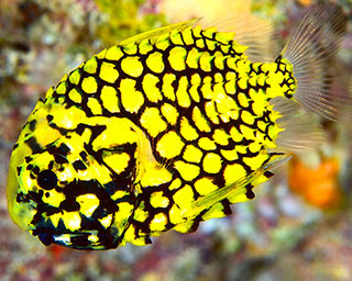 A pinecone fish was a first for Jim on his Thailand liveaboard trip