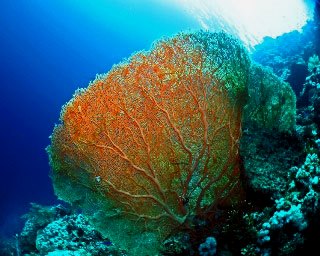 You can expect superb visibility and huge gorgonian fans when diving in the Red Sea - photo courtesy of Matthias Schmidt